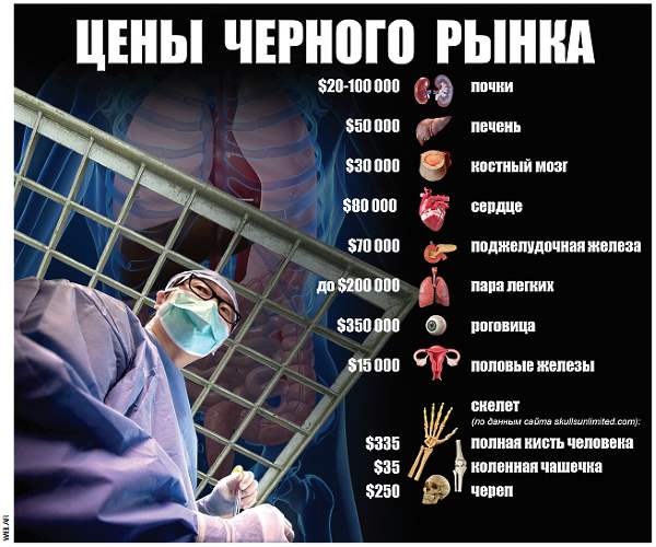 Донорство яиц. Черный рынок донорских органов. Рынок человеческих органов. Расценка человеческих органов.